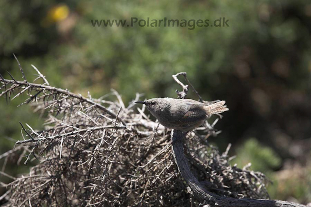 Cobb's wren_MG_9189