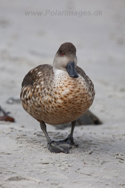 Crested Duck, Carcass Island_MG_7733