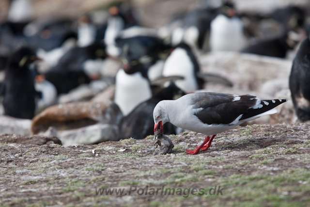 Dolphin Gull_MG_5464