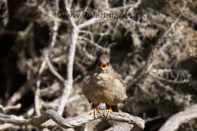 Falkland thrush_MG_6989