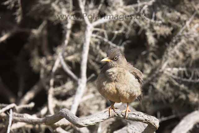 Falkland thrush_MG_6990