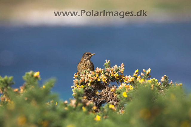 Falkland trush_MG_6888