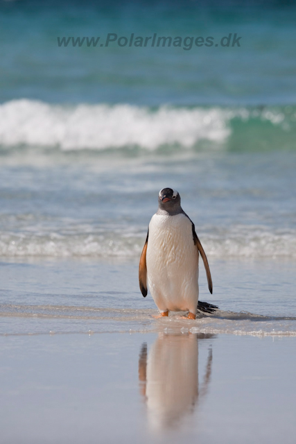 Gentoo Penguins_MG_5401