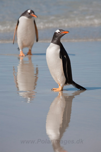 Gentoo Penguins_MG_5426