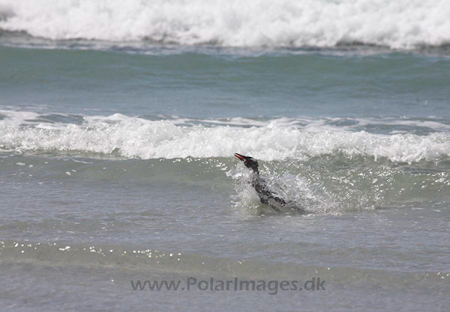 Gentoo penguin, Falkland Islands_MG_1790