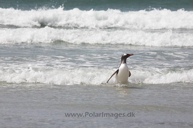 Gentoo penguin, Falkland Islands_MG_1791