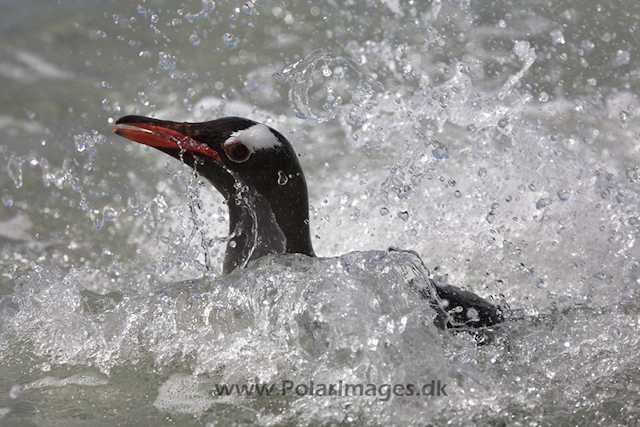 Gentoo penguin, Falkland Islands_MG_1797