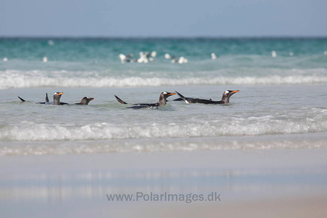 Gentoo penguins, Saunders Island_MG_0293