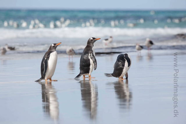 Gentoo penguins, Saunders Island_MG_0295