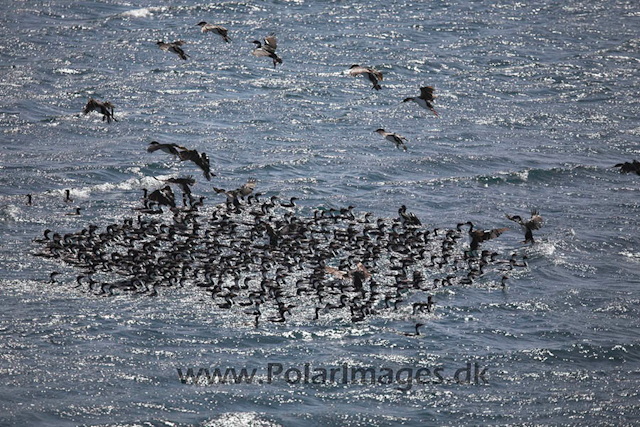 Imperial shags_MG_6825