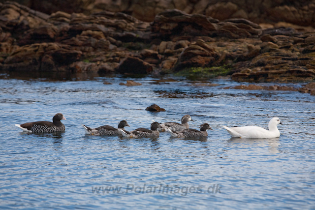 Kelp Goose_MG_7794