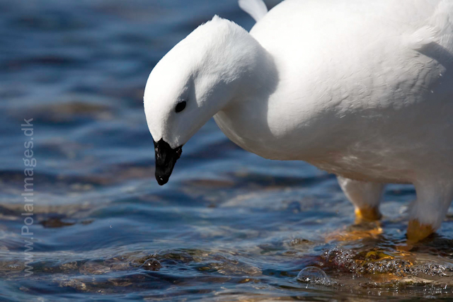 Kelp goose_MG_0169