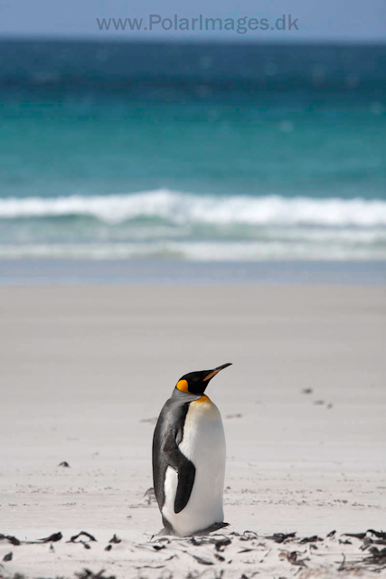 King penguin, Saunders Island_MG_0219