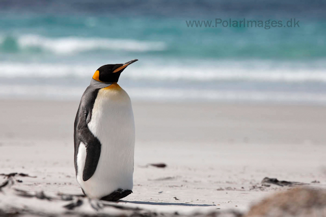 King penguin, Saunders Island_MG_0236