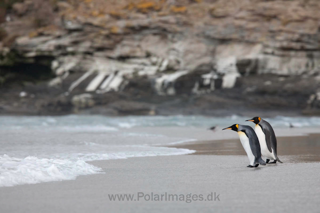 King penguin, Saunders Island_MG_0248