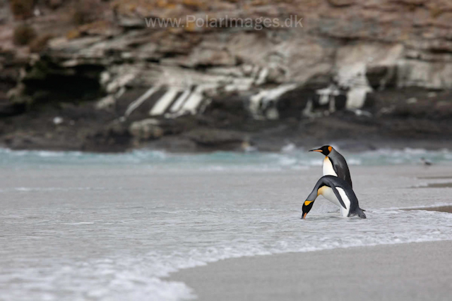 King penguin, Saunders Island_MG_0249