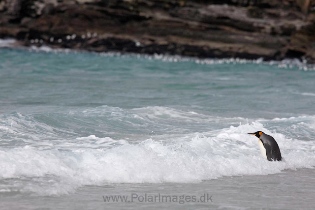 King penguin, Saunders Island_MG_0256