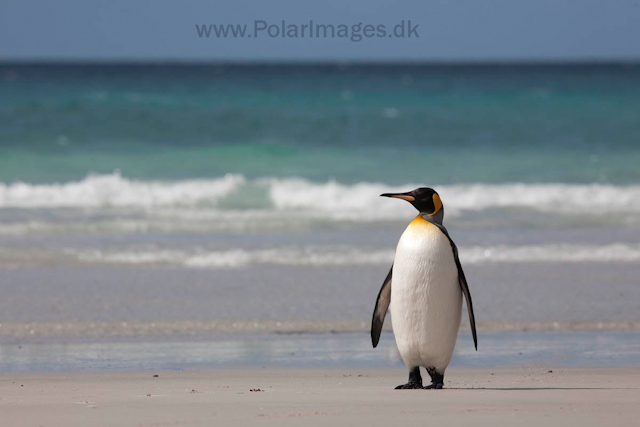 King penguin, Saunders Island_MG_0263