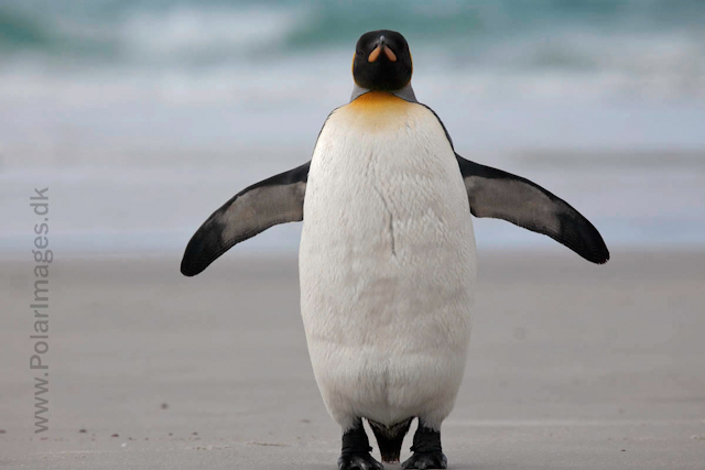 King penguin, Saunders Island_MG_0268