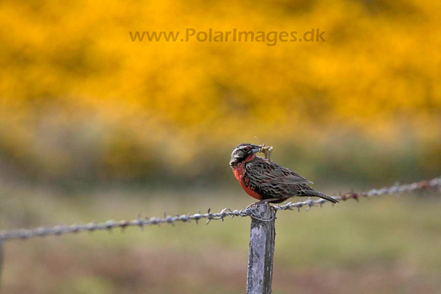 Long-tailed meadowlark_MG_6962