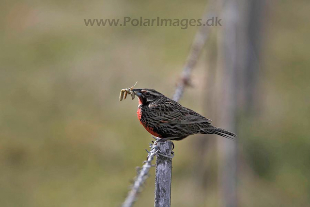 Long-tailed meadowlark_MG_6964