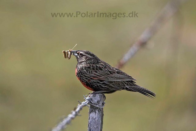 Long-tailed meadowlark_MG_6970