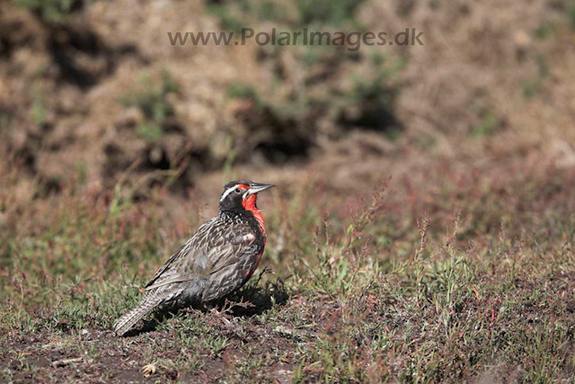 Long-tailed medowlark_MG_9311