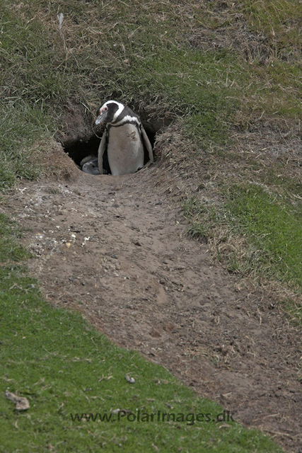 Magellanic Penguin, Falkland Islands_MG_1835