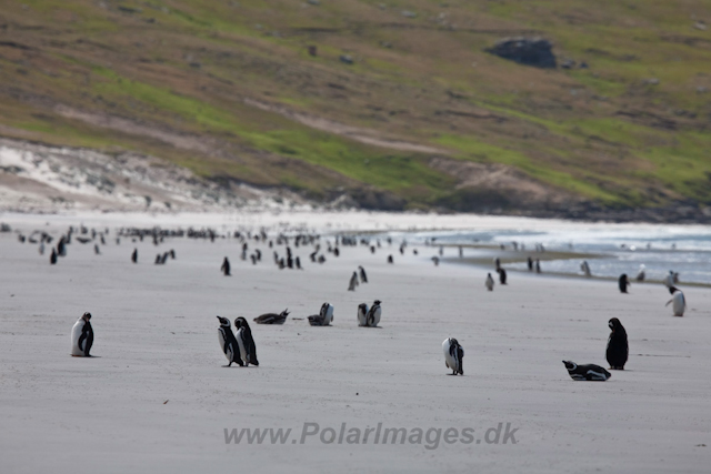 Magellanic Penguin_MG_5440