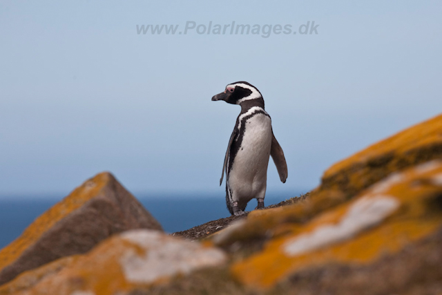 Magellanic Penguin_MG_5442