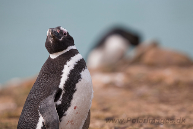 Magellanic Penguin_MG_5455