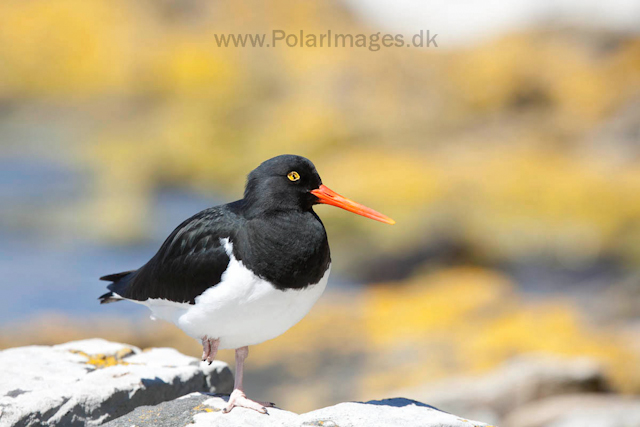 Magellanic oystercatcher_MG_0181