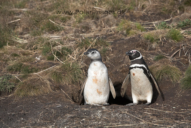 Magellanic penguin, Falkland Islands_MG_1553