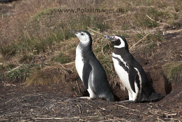 Magellanic penguin, Falkland Islands_MG_1561