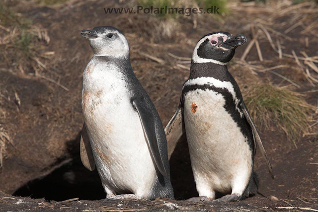 Magellanic penguin, Falkland Islands_MG_1563