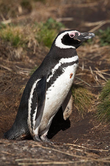 Magellanic penguin, Falkland Islands_MG_1593