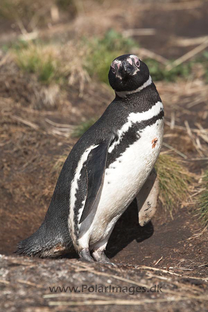 Magellanic penguin, Falkland Islands_MG_1594