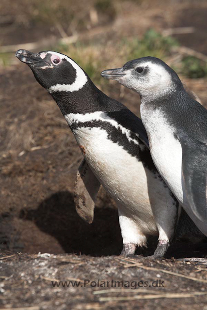 Magellanic penguin, Falkland Islands_MG_1600