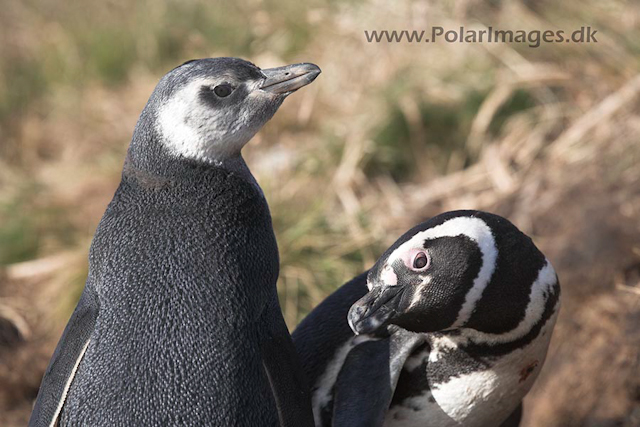 Magellanic penguin, Falkland Islands_MG_1613