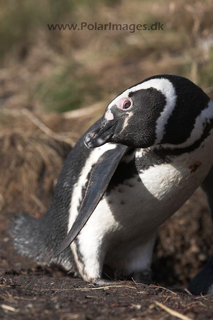 Magellanic penguin, Falkland Islands_MG_1624