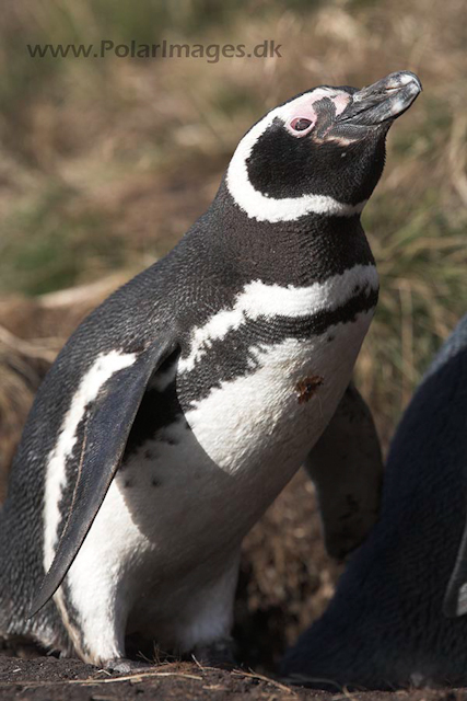 Magellanic penguin, Falkland Islands_MG_1626