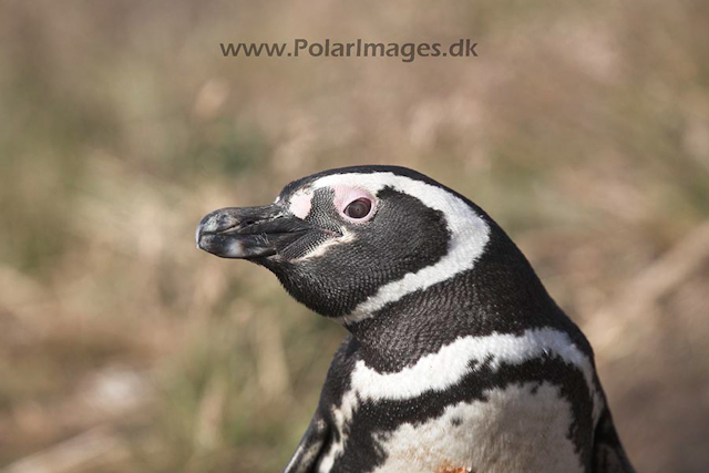 Magellanic penguin, Falkland Islands_MG_1640