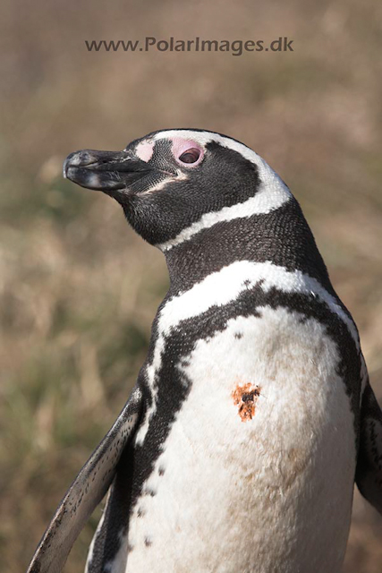 Magellanic penguin, Falkland Islands_MG_1649