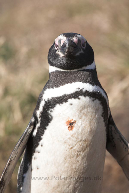 Magellanic penguin, Falkland Islands_MG_1650