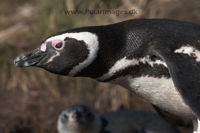 Magellanic penguin, Falkland Islands_MG_1656