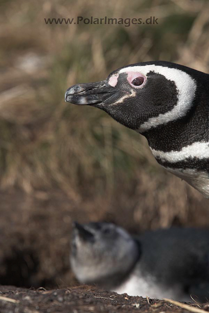 Magellanic penguin, Falkland Islands_MG_1663