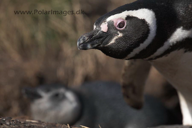 Magellanic penguin, Falkland Islands_MG_1666