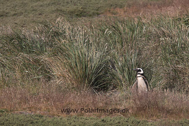 Magellanic penguin, Falkland Islands_MG_1674