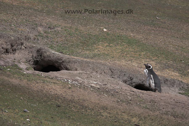 Magellanic penguin, Falkland Islands_MG_6938