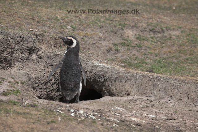 Magellanic penguin, Falkland Islands_MG_6945